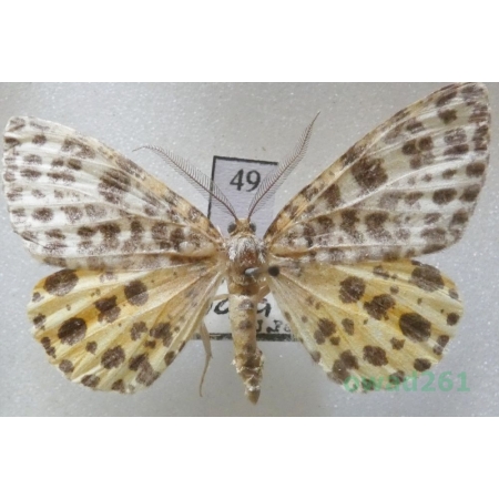 Arichanna melanaria (Linnaeus, 1758) male Czech49